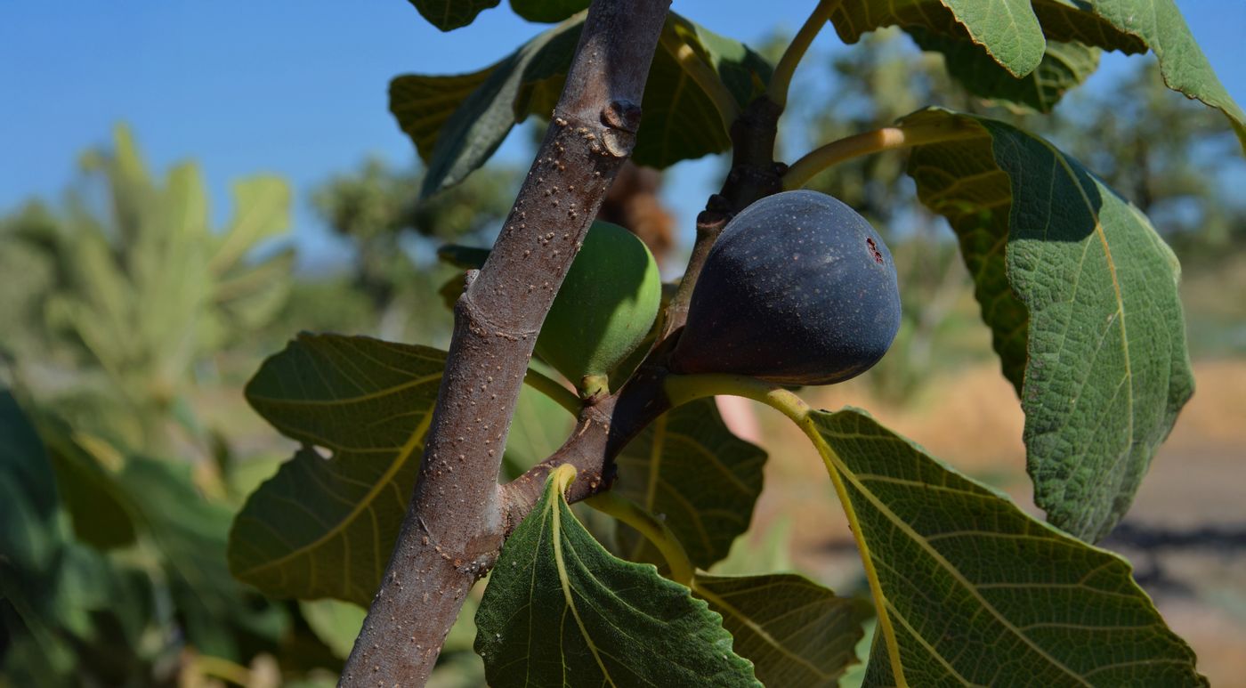 A ripe fig on the branch in an Aegean orchard
